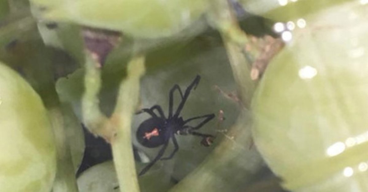 Ядовитые пауки абхазии фото