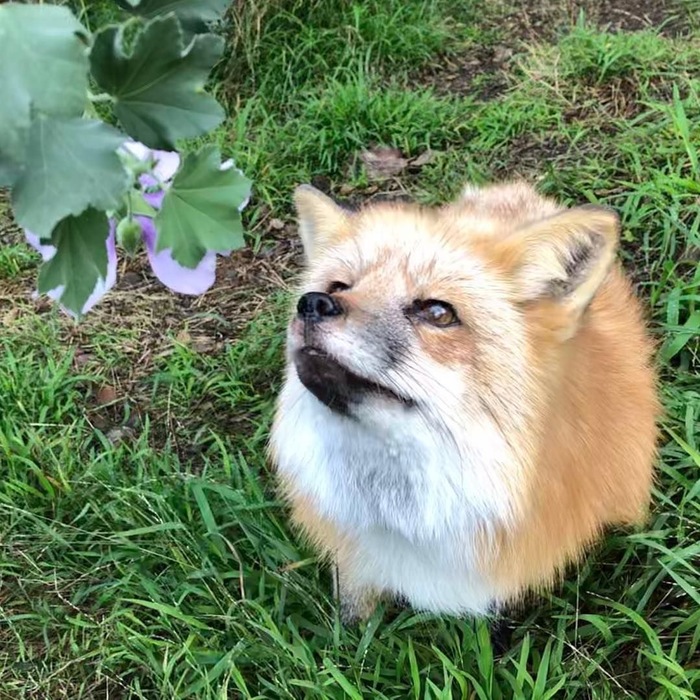 Иван Кулаков Хозяин Лисы Фото – Telegraph
