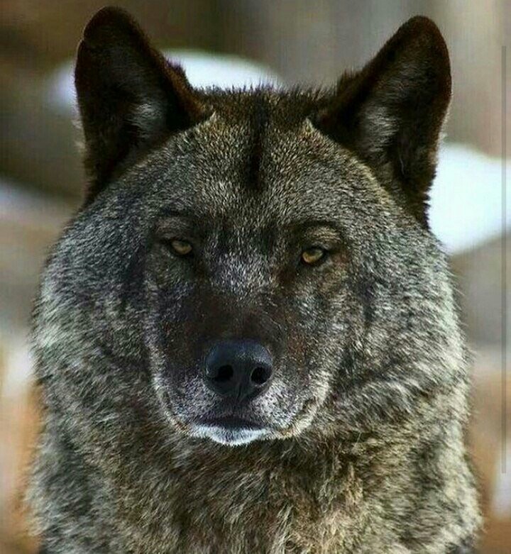 Волк Настоящий Фото