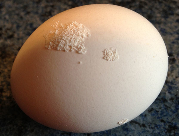 Паразиты В Куриных Яйцах Фото