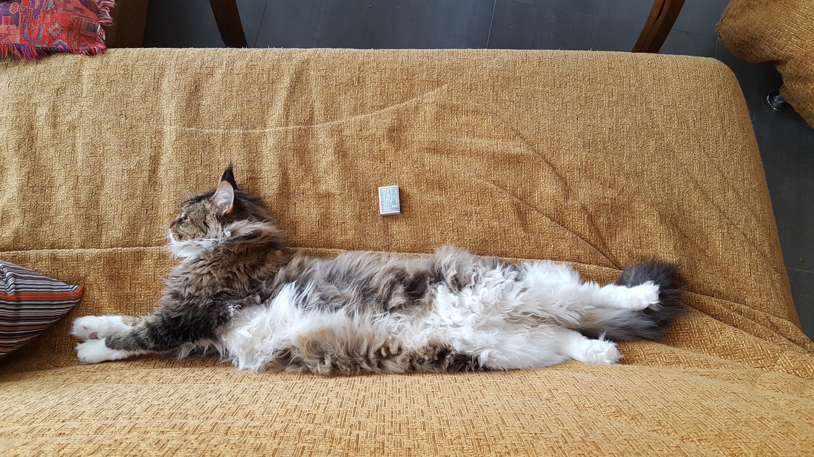 Девушка сосет у кота Девушка сосет у кота