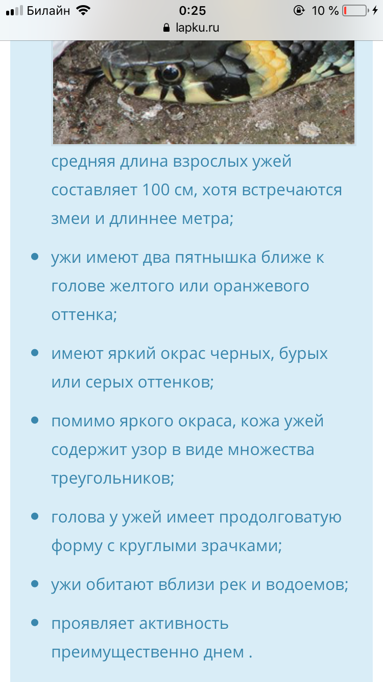 Благодаря тому, что рот у неё был занят, я первый раз видел гадюку так  близко. | Пикабу