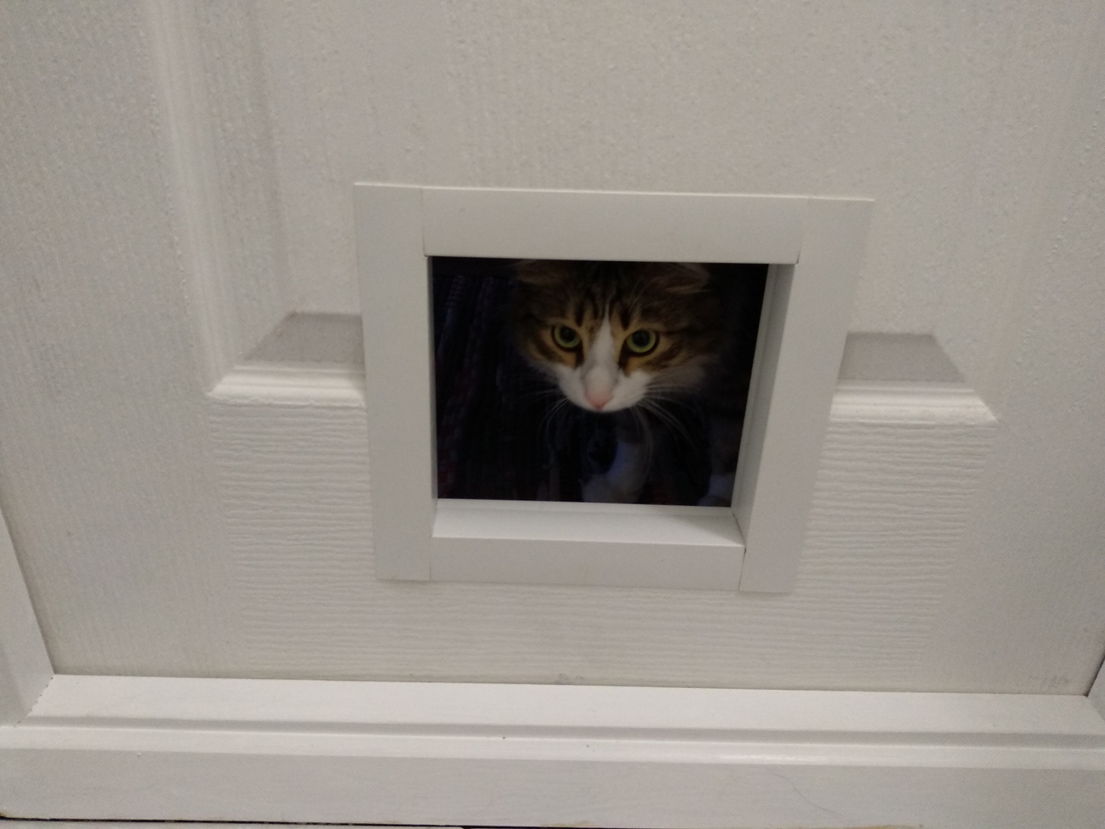 Дверь для кошек своими руками