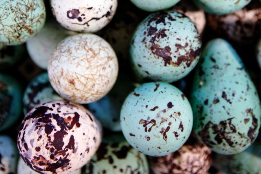 Пестрые яйца. Яйцо кайры. Необычные птичьи яйца. Кайра птица яйца. Яйца грушевидной формы.