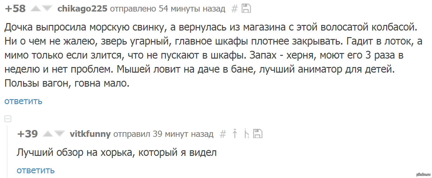 ПОЧЕМУ НЕ СТОИТ заводить хорьков | Пикабу