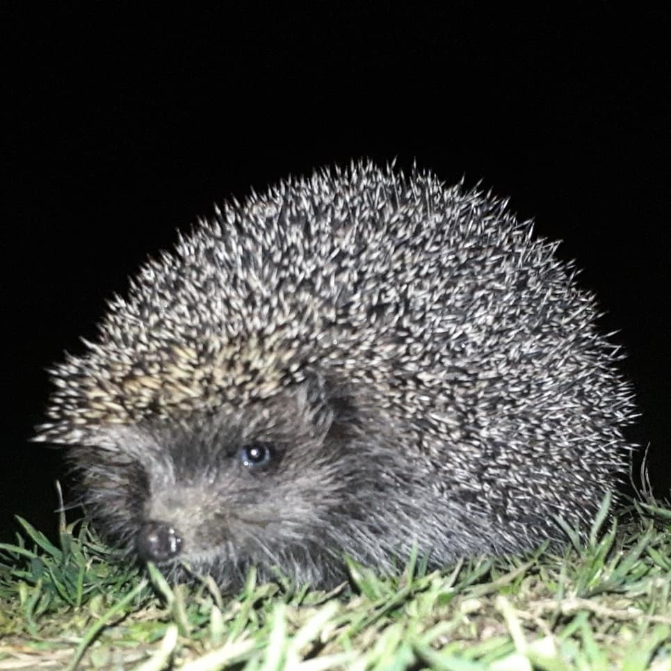 Что Такое Иголки Ежа, И Почему Такие Фото Обманывают Людей? | Пикабу