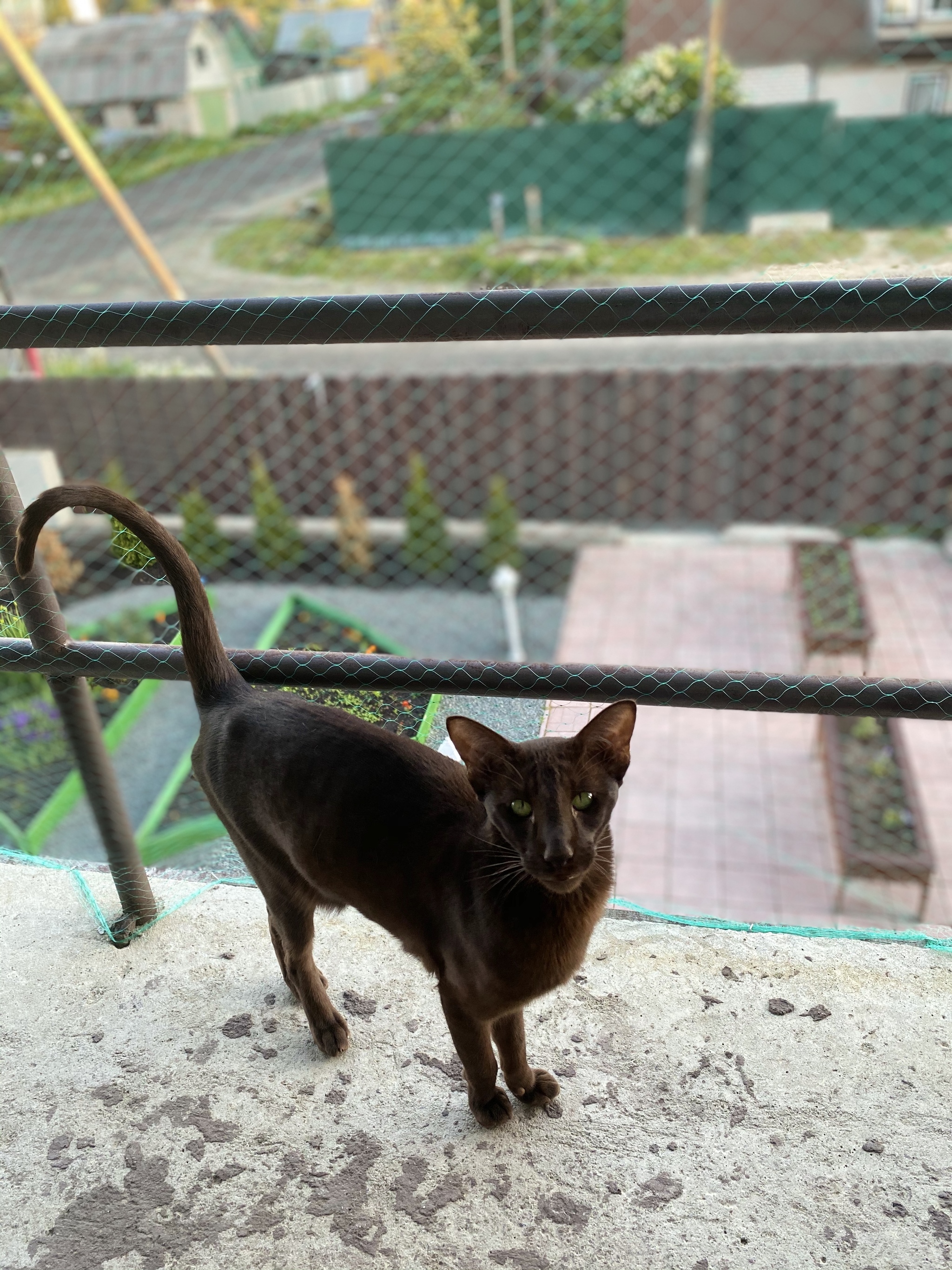 Кот хрипит | Пикабу