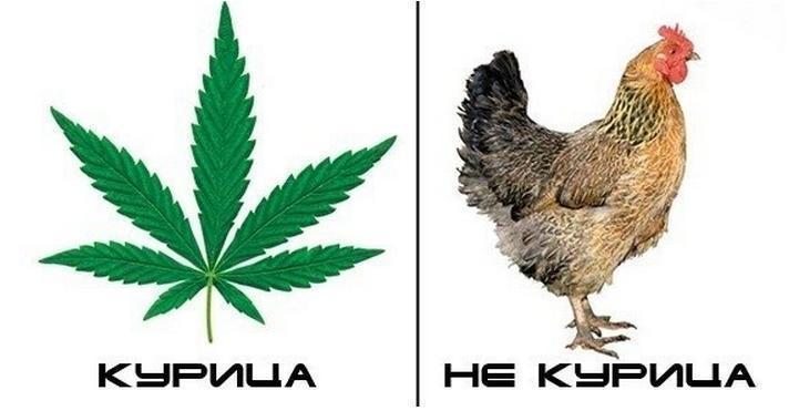 марихуана в курицах