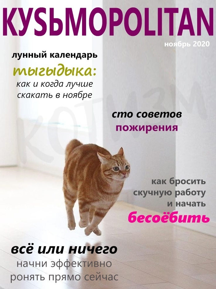 Кошачий Вестник | Пикабу