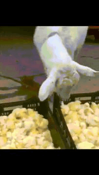 1538744734183118765.gif
