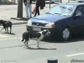 Картинки по запроÑу gif Zhivoderov offer to punish gif