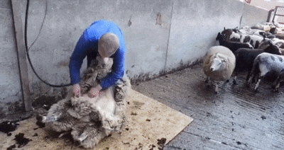 Как стригут овец | Пикабу