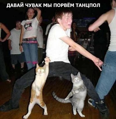 Кошачьи танцы