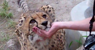 Белое животное с длинной шеей