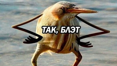 какая птичка говорит витю видел. Смотреть фото какая птичка говорит витю видел. Смотреть картинку какая птичка говорит витю видел. Картинка про какая птичка говорит витю видел. Фото какая птичка говорит витю видел