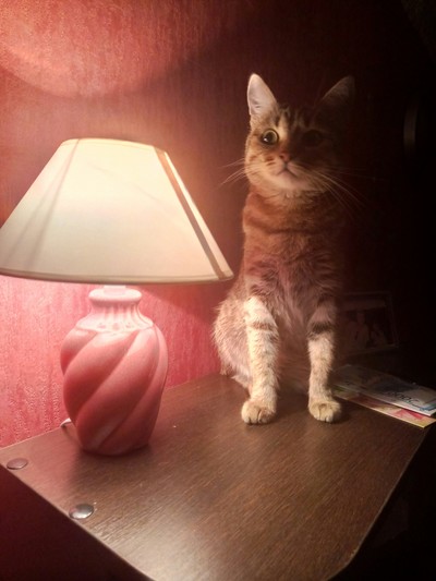 Иллюстрация к комментарию