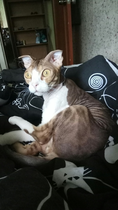 Иллюстрация к комментарию