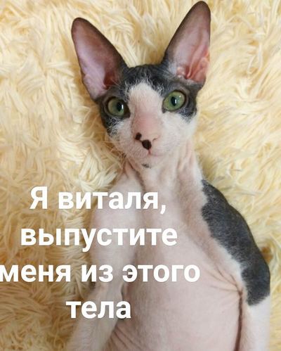 Иллюстрация к комментарию