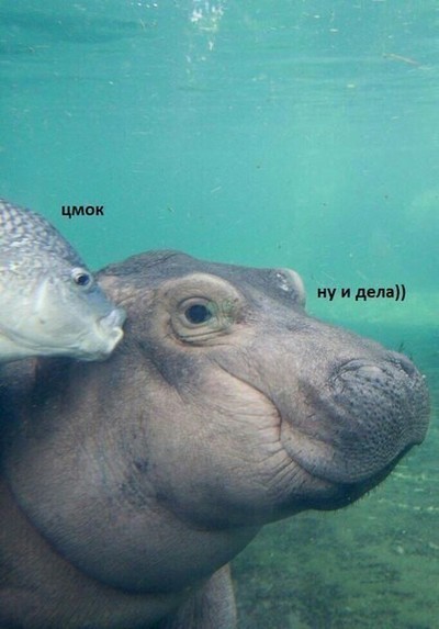 Èëëþñòðàöèÿ ê êîììåíòàðèþ