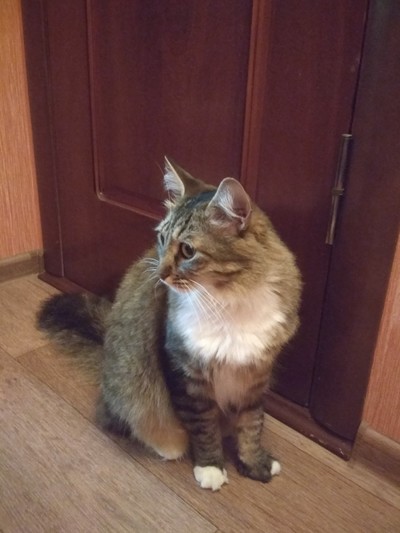 Иллюстрация к комментарию