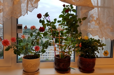 ����������� � �����������