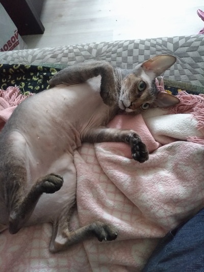 Иллюстрация к комментарию