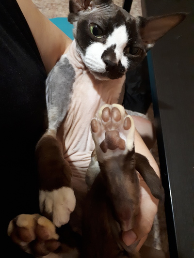 Иллюстрация к комментарию