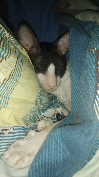 Иллюстрация к комментарию