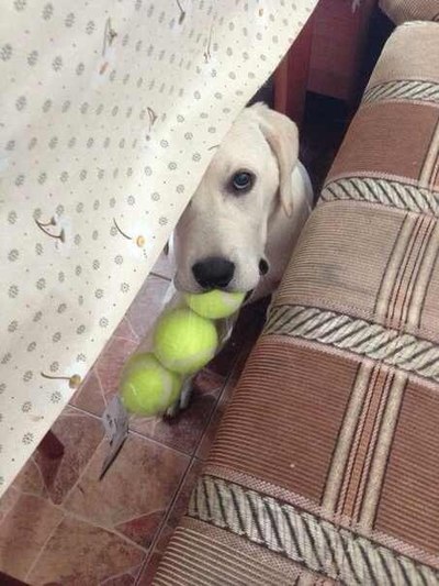 1556220764161838436 Как вымотать собаку на прогулке