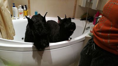 1556268516133242094 Как вымотать собаку на прогулке