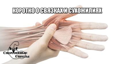 Для чего служат сухожилия