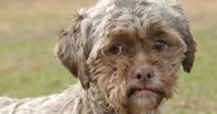 рыба собака пресноводная фото. Смотреть фото рыба собака пресноводная фото. Смотреть картинку рыба собака пресноводная фото. Картинка про рыба собака пресноводная фото. Фото рыба собака пресноводная фото рыба собака пресноводная фото. Смотреть фото рыба собака пресноводная фото. Смотреть картинку рыба собака пресноводная фото. Картинка про рыба собака пресноводная фото. Фото рыба собака пресноводная фото