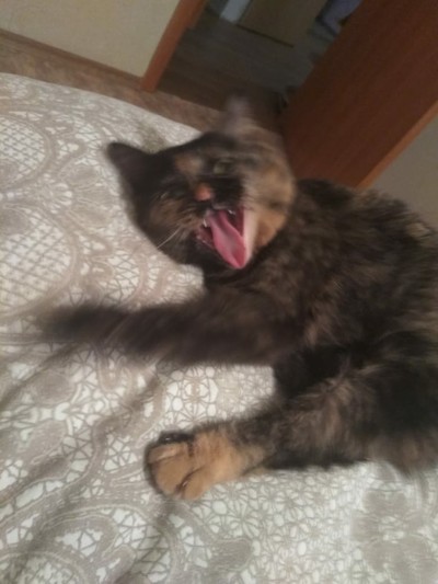 Иллюстрация к комментарию