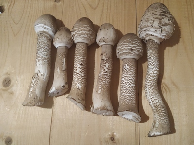 Можно ли есть сырые маслята