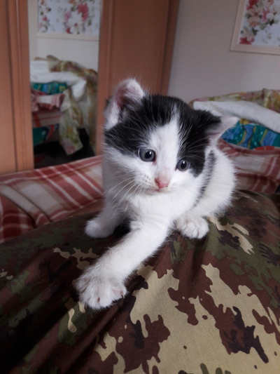 кошка родила в подъезде что делать. Смотреть фото кошка родила в подъезде что делать. Смотреть картинку кошка родила в подъезде что делать. Картинка про кошка родила в подъезде что делать. Фото кошка родила в подъезде что делать