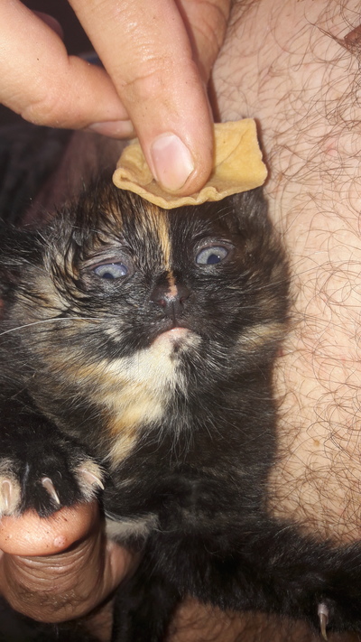 кошка родила в подъезде что делать. Смотреть фото кошка родила в подъезде что делать. Смотреть картинку кошка родила в подъезде что делать. Картинка про кошка родила в подъезде что делать. Фото кошка родила в подъезде что делать