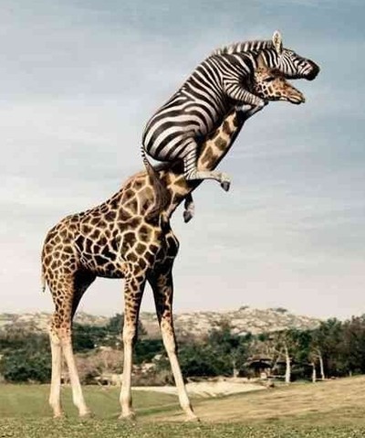 15755855301668424 можно ли приручить жирафа