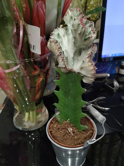 на что прививают кактусы. Смотреть фото на что прививают кактусы. Смотреть картинку на что прививают кактусы. Картинка про на что прививают кактусы. Фото на что прививают кактусы на что прививают кактусы. Смотреть фото на что прививают кактусы. Смотреть картинку на что прививают кактусы. Картинка про на что прививают кактусы. Фото на что прививают кактусы