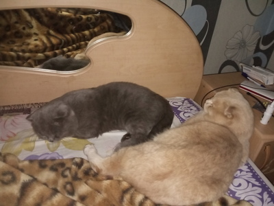 ����������� � �����������