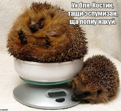 Можно ли пить ежу молоко