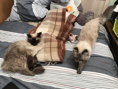 ����������� � �����������