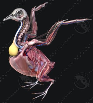 Анатомия голубя. Голубиная анатомия. Мышцы птицы анатомия. Анатомия волнистого попугая. Грудные мышцы птиц.