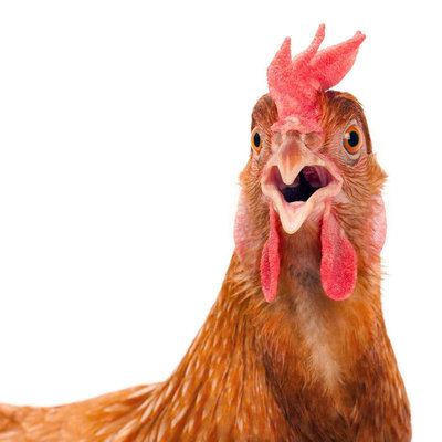 курица или яйцо картинка. Смотреть фото курица или яйцо картинка. Смотреть картинку курица или яйцо картинка. Картинка про курица или яйцо картинка. Фото курица или яйцо картинка курица или яйцо картинка. Смотреть фото курица или яйцо картинка. Смотреть картинку курица или яйцо картинка. Картинка про курица или яйцо картинка. Фото курица или яйцо картинка