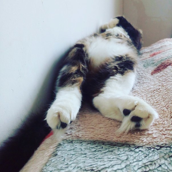 Он не умер,а обожрался....