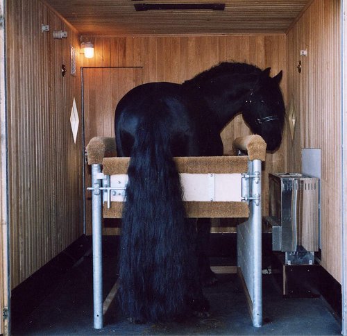 horse sauna - Horses, Sauna, Animals