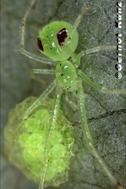 Spider faces. - Spider, Arachnophobia, Color, Similarity, Longpost