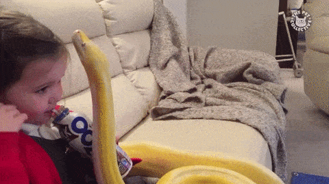 Born and raised in Australia. - Girl, Snake, Pet, GIF, Pets