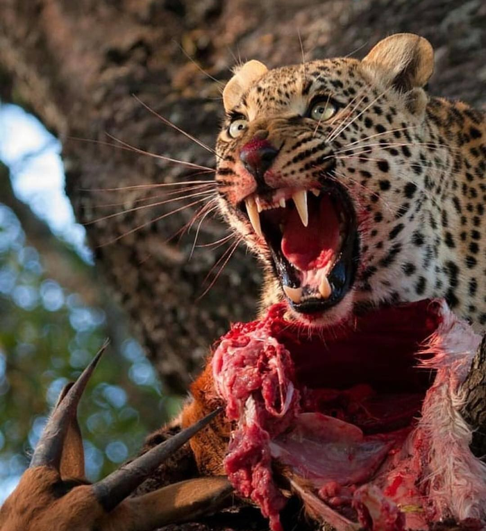 Это моя добыча!!!