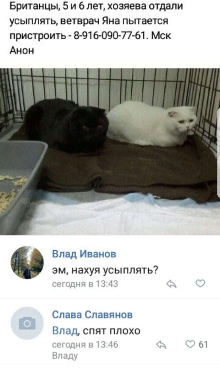 I saw one post here and remembered that I saw the same one in VK, but with funny comments - Black humor, cat, Comments, 