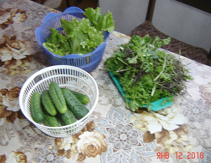 Our harvest today - My, Underground greenhouse, Greenhouse, Cucumbers, Greenery, Longpost
